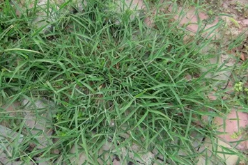 马唐草