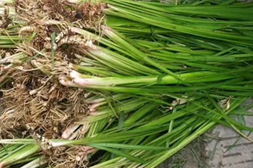 马草
