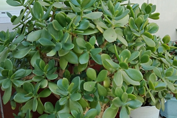胖娃娃草