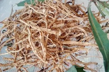 苦苣根
