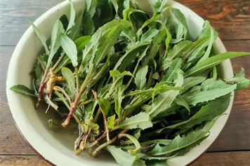 苦苣荬菜
