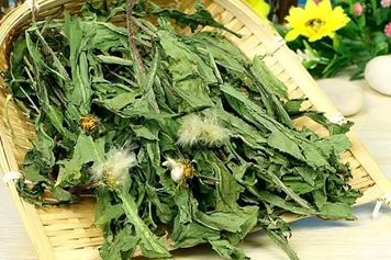 苦麻菜和蒲公英