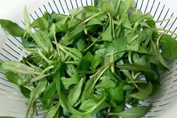 马头菜
