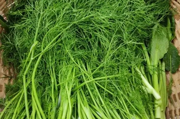 马尾西菜