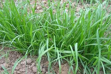 麦草