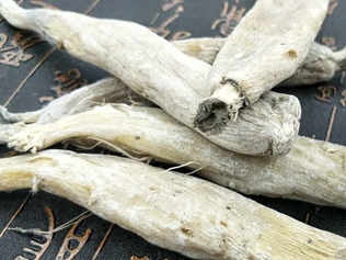茉莉花根