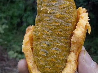 牛卵坨