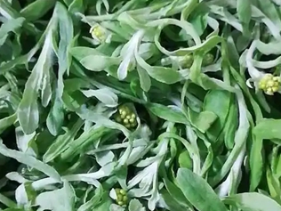 棉子菜