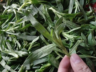 面条子草