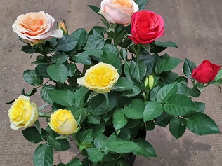 小玫瑰花