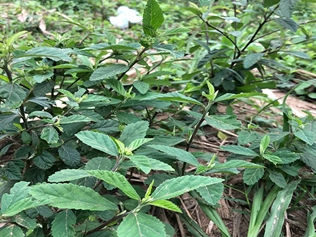 梅肉草