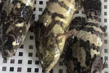 龙胆石斑鱼