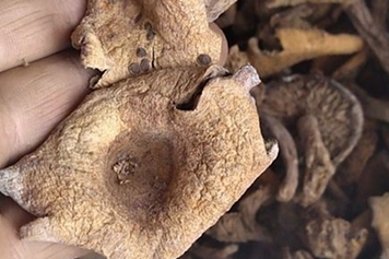 梨菇