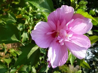 木槿