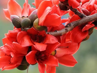 木棉花