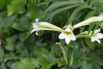 荞麦叶大百合