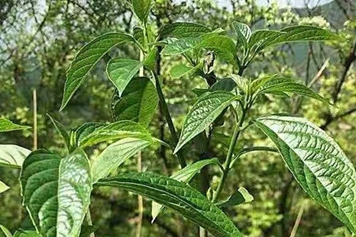 清风丝