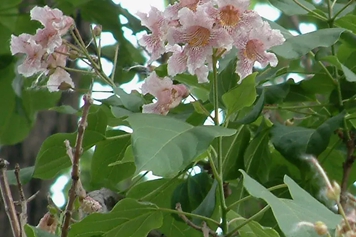 楸树
