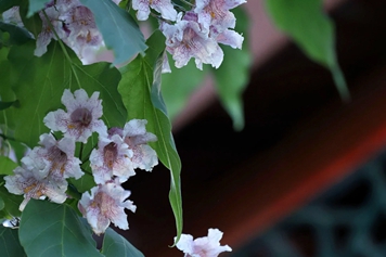 楸树花