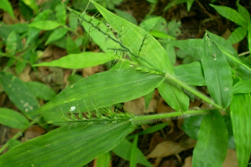 求米草