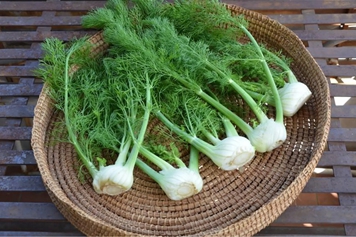 球茎茴香