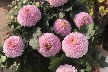 球菊