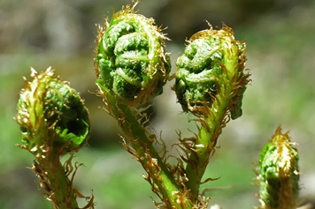 拳头草