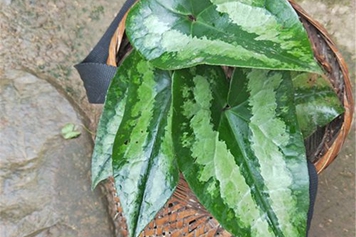 花脸细辛