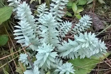 千年霜