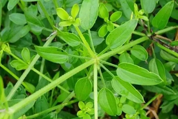 欠草