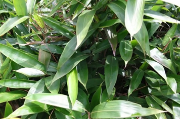 箬竹