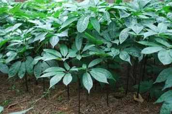 三七植物
