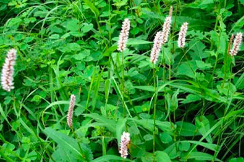 山虾草药