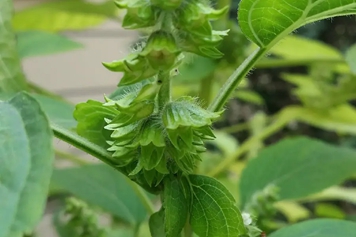 荏