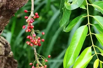水榕树