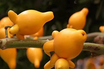 乳茄果