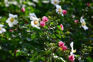山芙蓉