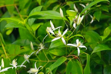山甘草