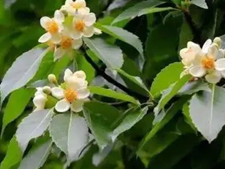木荷树
