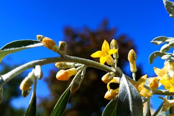 沙枣花