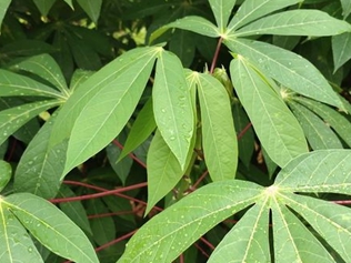 木薯叶