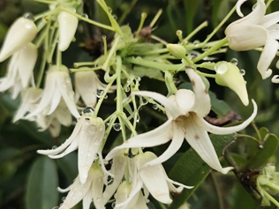 木通花