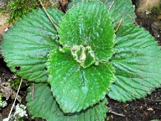 牛耳草