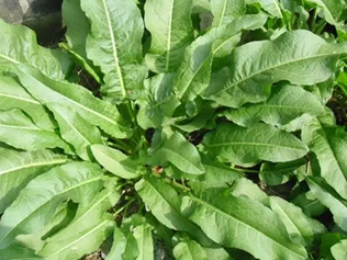 牛耳朵大黄草
