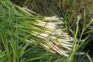 蒲草根