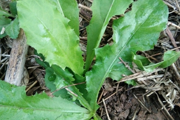 蒲公英茎叶