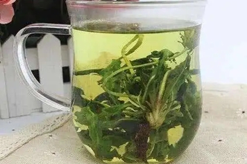 新鲜蒲公英根煮水
