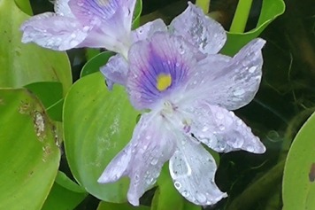 泡泡草