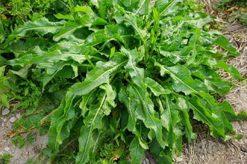 牛舌菜