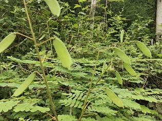 牛王刺